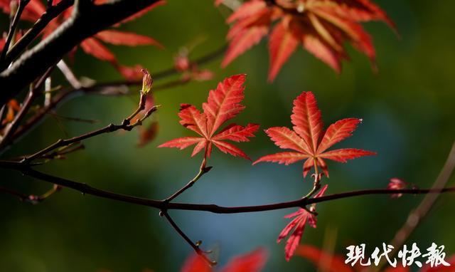 秋分时节，南京一半青绿染秋意一半金黄绘丰收