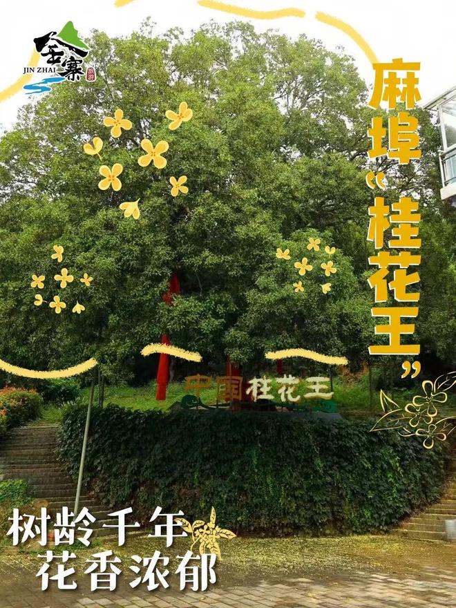 金寨国庆2日游｜在桂花香里寻红色记忆，于茶谷间享慢时光