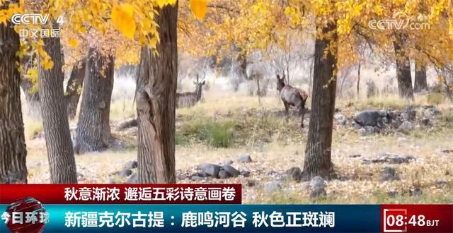 金秋美景“醉”游人 从北到南邂逅五彩斑斓诗意画卷