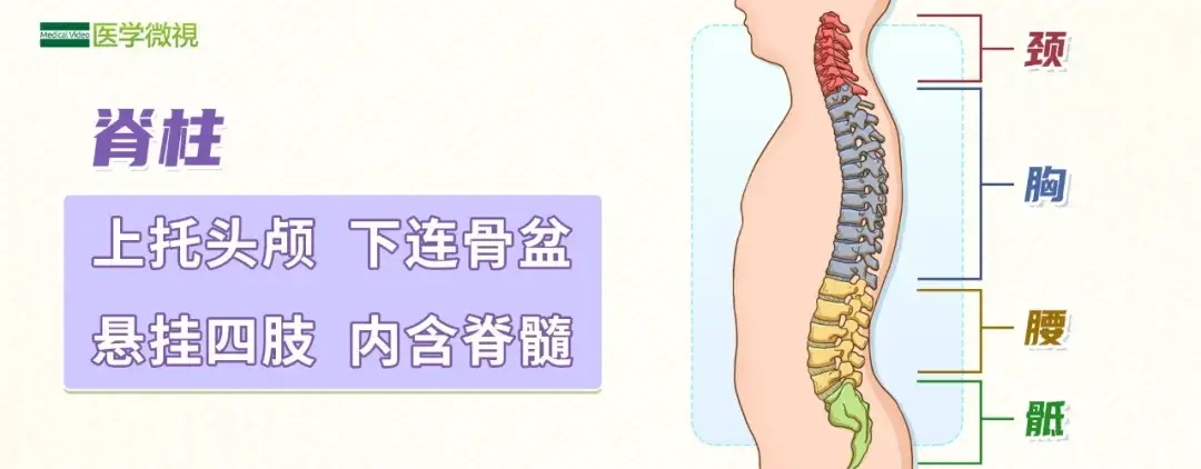 头不正、爱叹气、高低肩：你的脊柱正在发出“求救信号”！ ..
