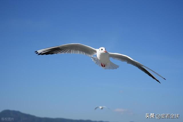 昆明观鸥季刷屏，这座城用温暖与坚守，让西伯利亚精灵年年归来！..
