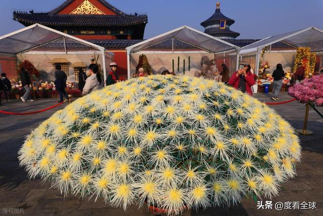 天坛菊展爆火！500种名菊绽放70年匠心，遛娃打卡天花板非它莫属..