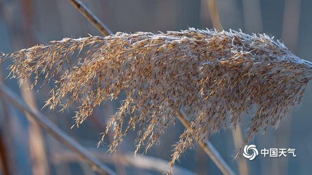 别错过！圆明园限定冬景：芦苇覆雪 远映西山