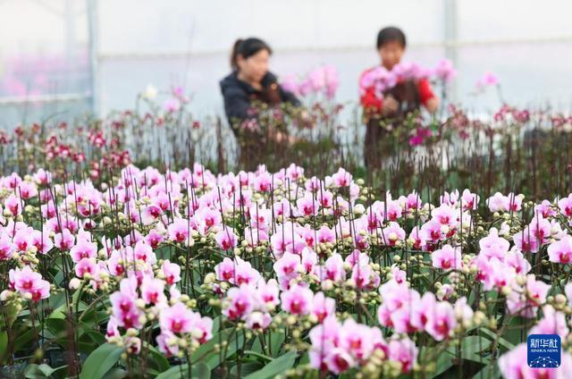 新年将至 鲜花经济迎“绽放”