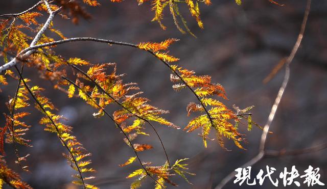 组图丨蜡梅映古刹 泰山冬意浓