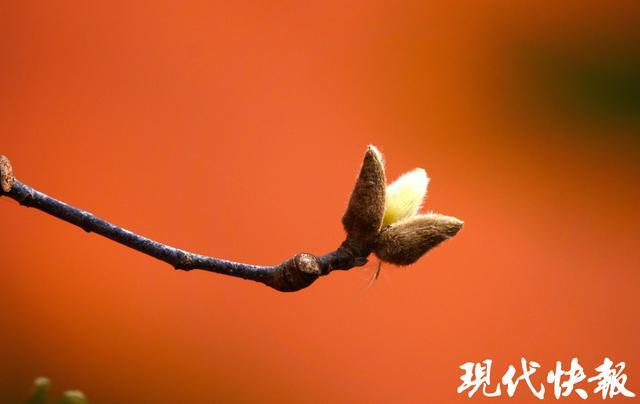 “数九寒天”始，腊味香满城，南京人的冬至仪式感拉满