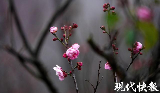 南京梅花山早梅绽放！粉白点点藏不住的冬日浪漫