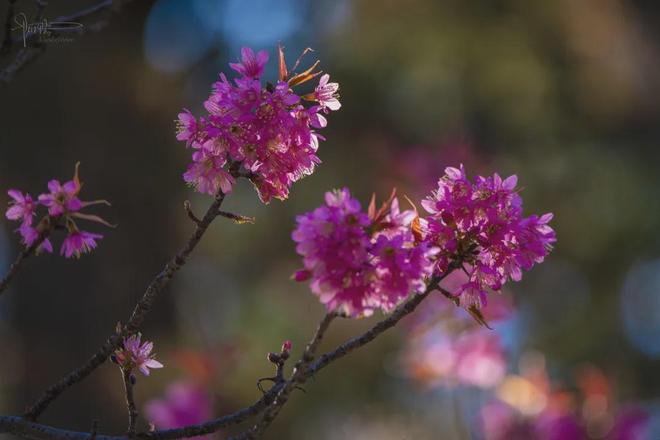 大理的樱花之美一如杭州的桂花之香，满城皆是，随处可闻