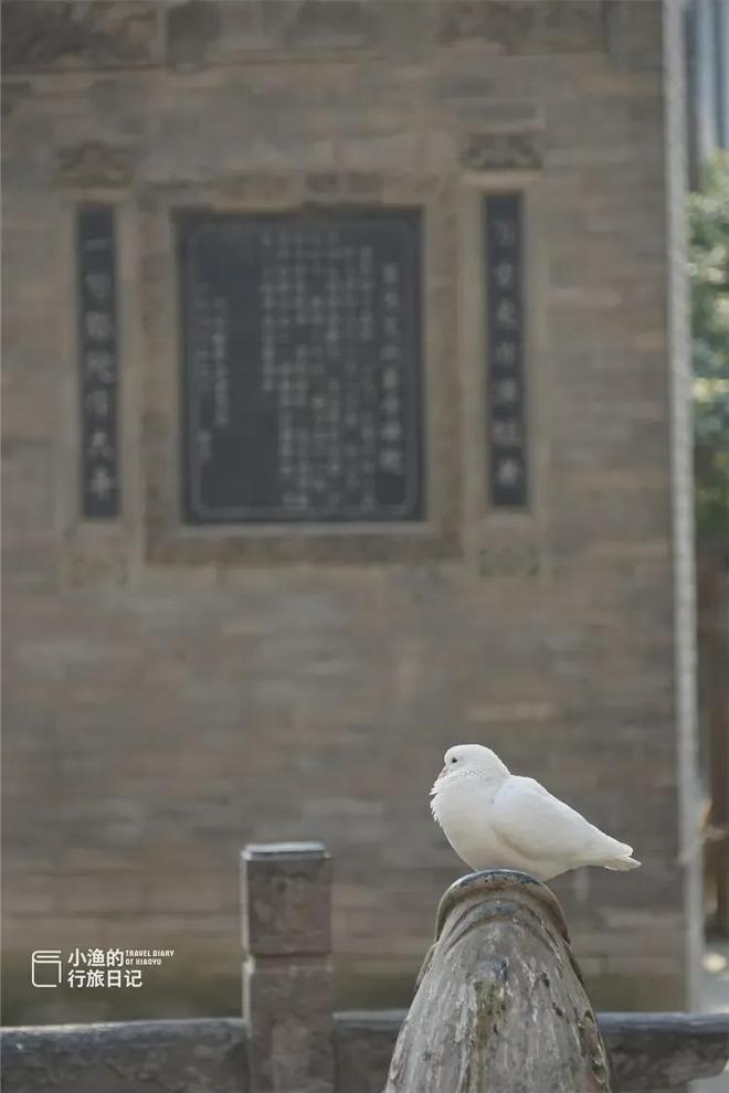 西安冬日最有韵味的美景地：一入其中，便是长安
