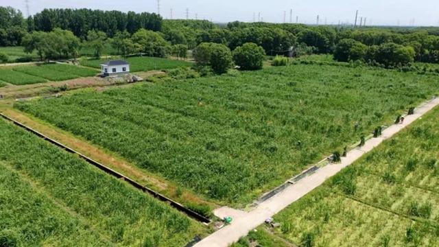 一根茭白撬动3.5亿元产值！“华东茭白第一镇”打造乡村振兴新引擎..