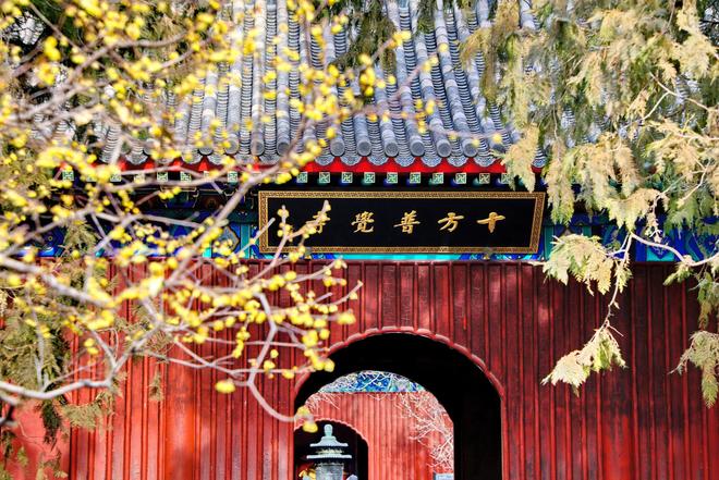 北京卧佛寺：蜡梅绽放引客来