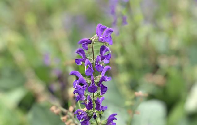 追《骄阳似我》打卡无锡梅园遇“花未开”？景区回应：预计春节迎来盛花期..