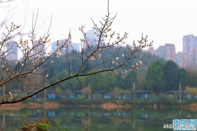 观山湖公园梅花初绽，白鹭翩跹