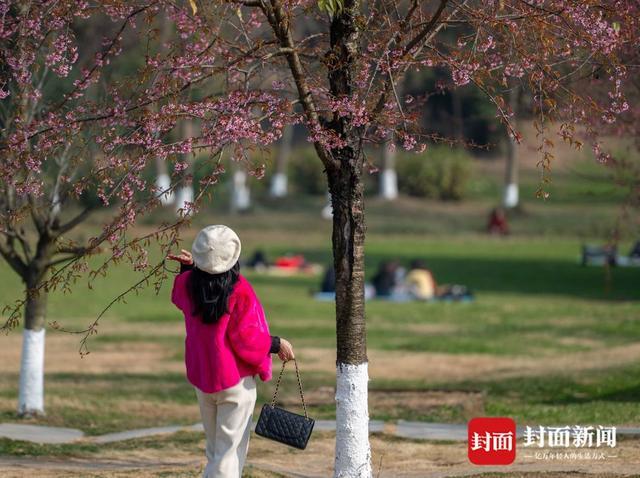 油菜花 冬樱 粉梅相继绽放 冬日暖阳下成都恍然如春｜图集