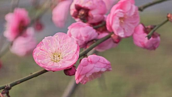重庆大足：寒梅吐蕊迎新春 暗香浮动引客来