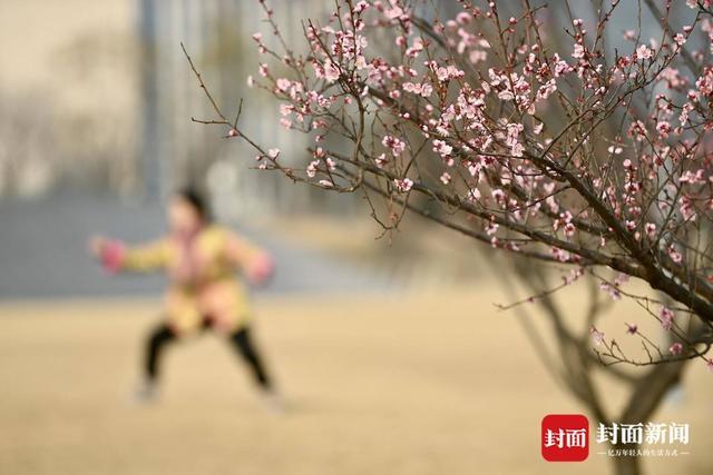 红梅绿梅竞相开 冬日成都添春色｜图集