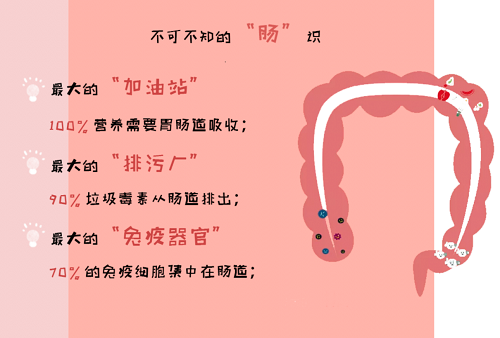 益生菌——“肠道世界”的生存法则