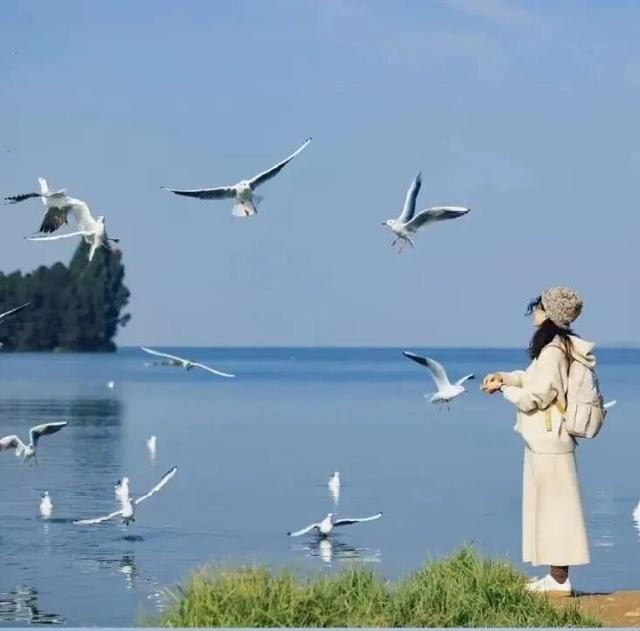 动静结合、美不胜收！来晋宁看海鸥传递滇池与鲸鱼岛之间的冬日问候..