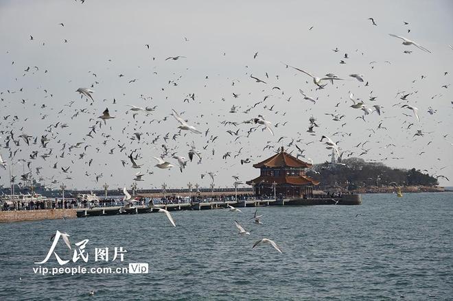 山东青岛：栈桥赏鸥