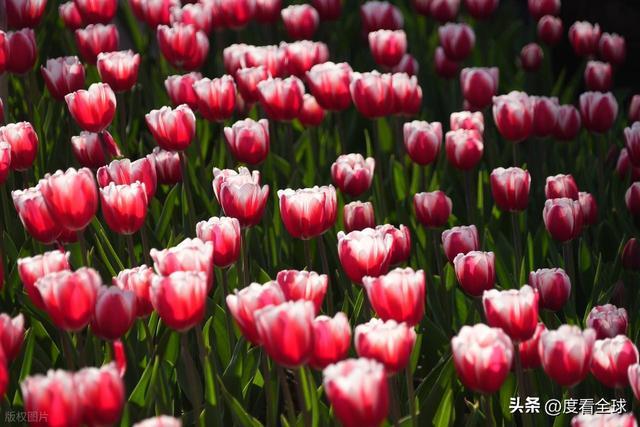 翠湖郁金香刷屏背后：昆明把春天种进了城市的肌理里！