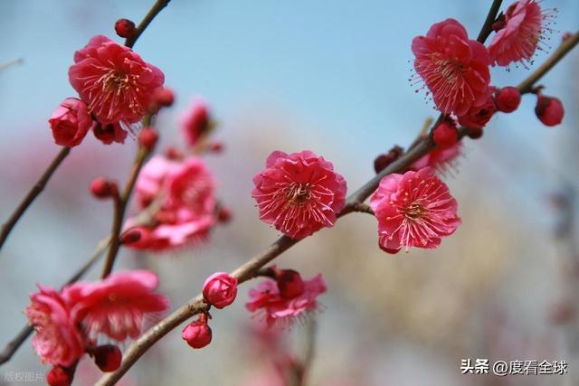 错过等一年！南京梅花山立春花开，这才是早春天花板