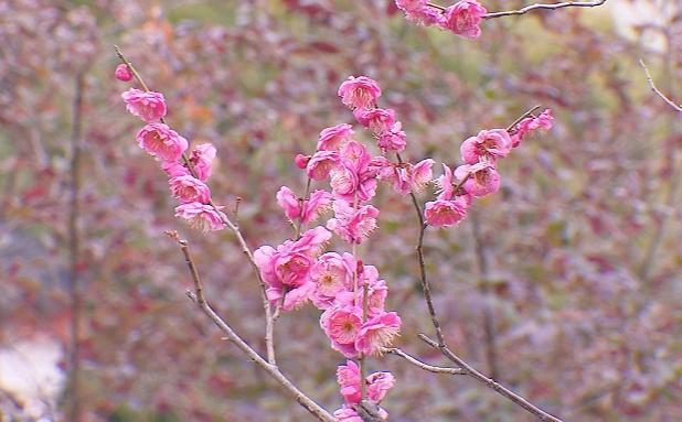 金山第六届梅花节，正式启动→