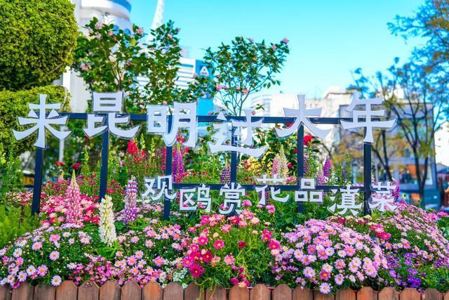 来昆明过大年！吃的玩的看的都很“鲜”~