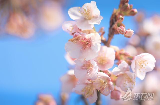 春节也能赏樱花！沪上寒樱提前绽放，本周末进入最佳观赏期..