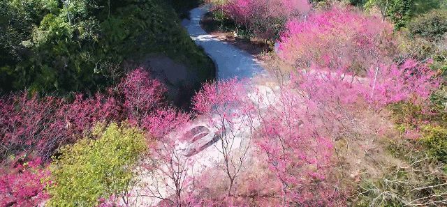 美爆！仙游“樱花大道”曝光！盛开长达3公里