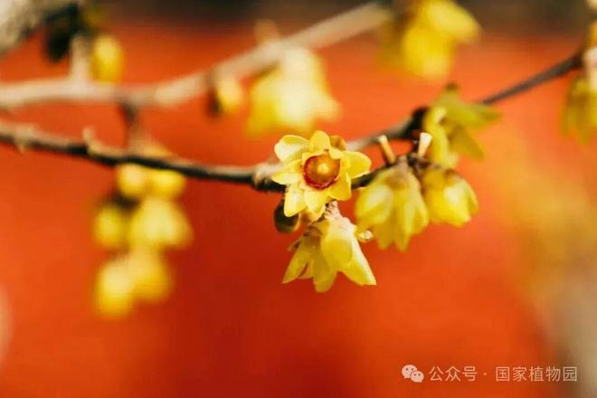 错过等一年！北京的蜡梅开了，快来这里看！