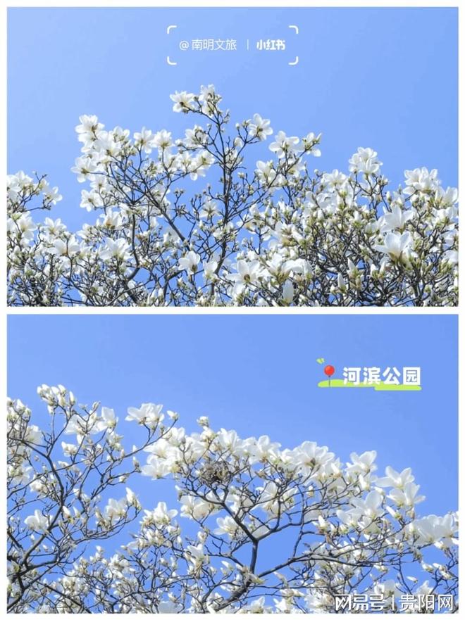 美成壁纸！来南明河畔邂逅一城春光