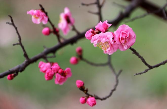 春天的百花公园，玉兰大道的玉兰花渐次开放