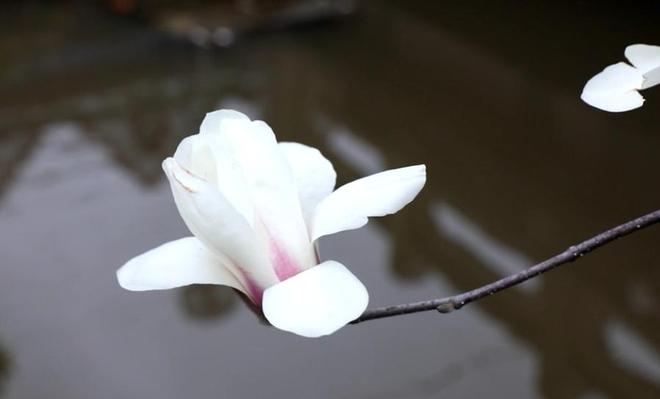崇明玉兰花，上线！