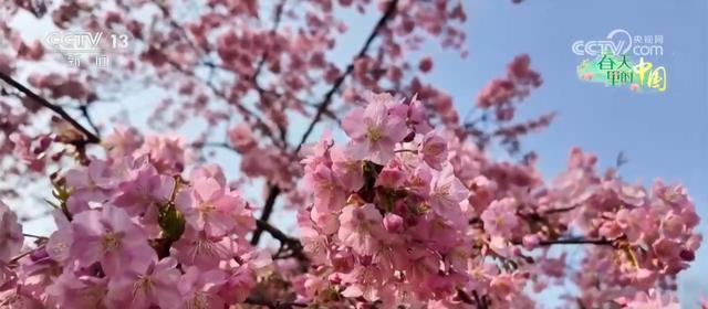 各地多彩春花“上线”激发文旅活力 “美丽经济”催热春日消费..