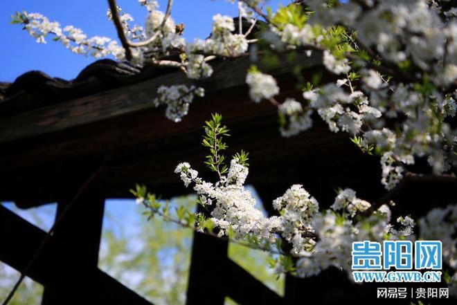 【花Young贵阳】花溪十里河滩繁花盛开！市民踏青打卡正当时