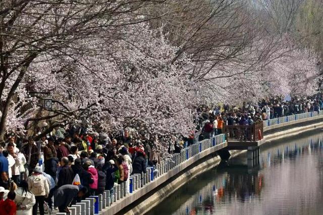 美丽北京｜百米桃林花盛放，市民春游二道沟