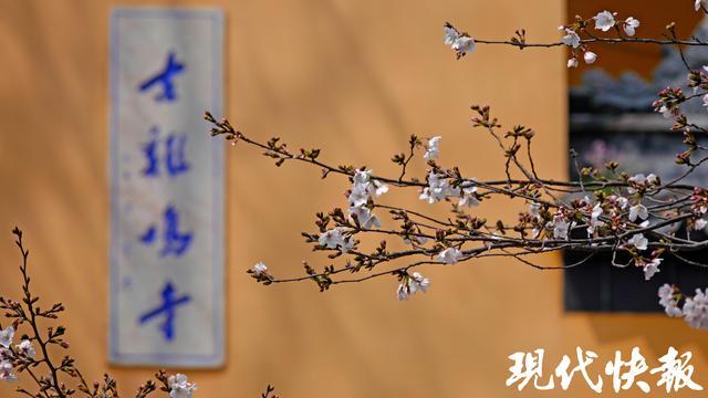人比花多，南京鸡鸣寺路“樱花顶流”上线