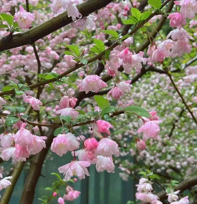 海棠花开，快来河南赴约