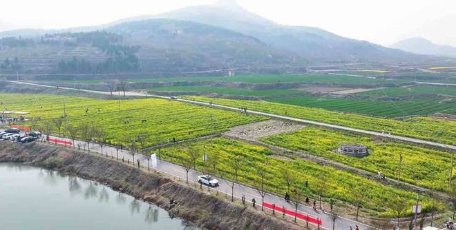 济南市长清区：千亩油菜花盛放 激发文旅消费新活力