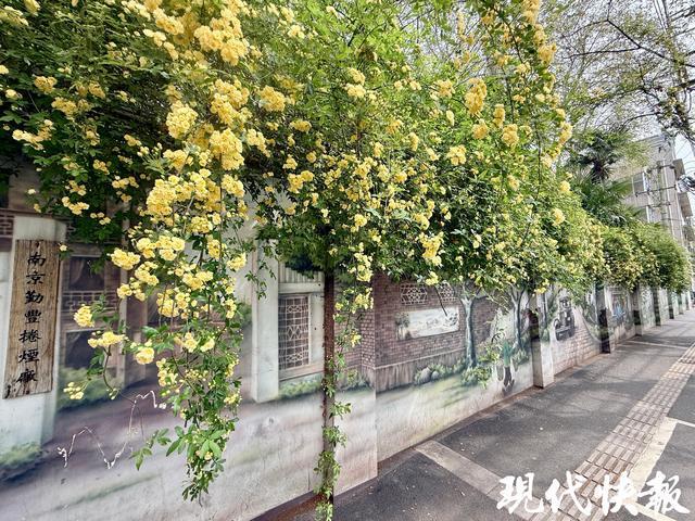 从画里长出来的春天！南京碑亭巷木香花瀑氛围感拉满