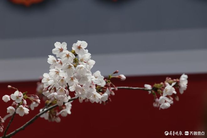 中山公园樱花盛开，春天踏青赏花好去处