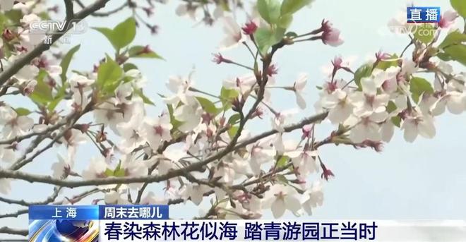 人在画中游！央视镜头下的崇明春日美如画