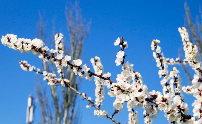 杜牧笔下的“杏花微雨”，你以为只是意境？在山西，处处都是实景……..