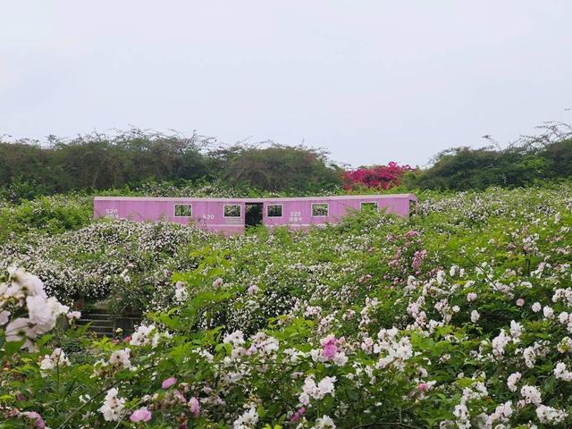 航拍一路繁花 四川自贡五彩荷园今年已迎来百万游客打卡