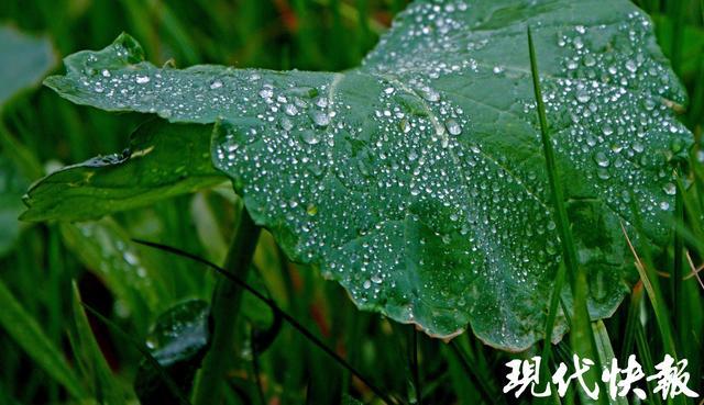 暮春限定，南京的谷雨浪漫超标