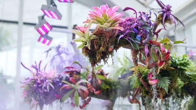 宁波：植物园温室25日开放，慈城慈湖将焕新登场