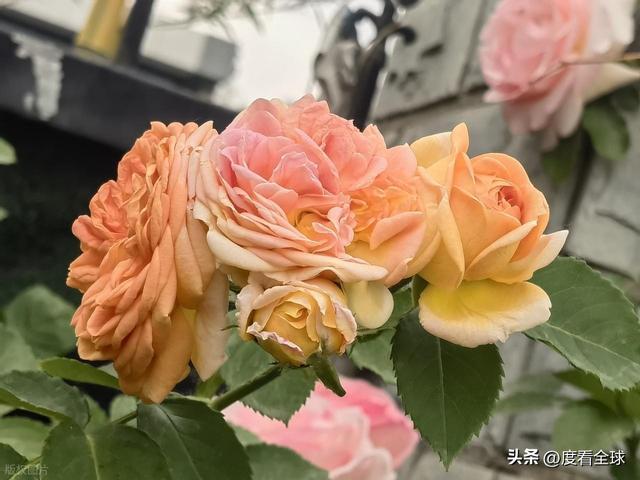 不用长途奔波！北京城区随处是治愈人心的初夏花海