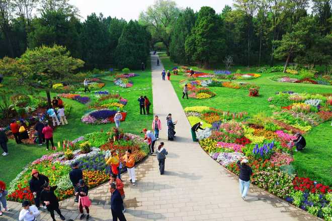 天坛公园月季花展启幕，高龄珍稀木桶月季集中亮相