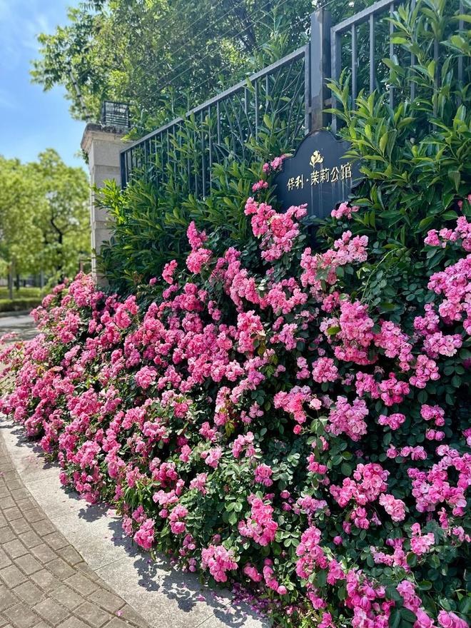 上海首个“月季主题街道”爆花了！花墙花树随手拍，全民守护“含花量”..