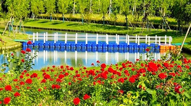 花开正好！来月季园邂逅浪漫，赴一场花海之约